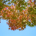 写真: 秋空に少し紅葉