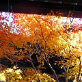 写真: 本堂の紅葉