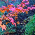 秋・幻想の深い森