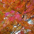 写真: 晩秋を彩る街路樹