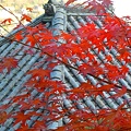 御堂の紅葉 in 西国寺