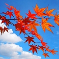 写真: 深まる秋の色