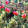 写真: 初冬の小さな林檎たち