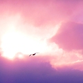 写真: 凍えそうな鷗が一羽〜夕海の空に〜