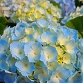 春のブルー紫陽花