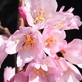 写真: プチプチな桜花