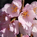 写真: 小さな桜花たち