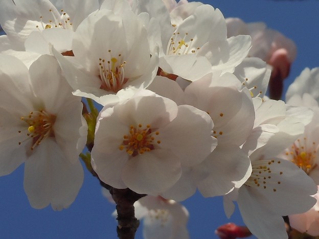 四月六日の瀬戸の桜