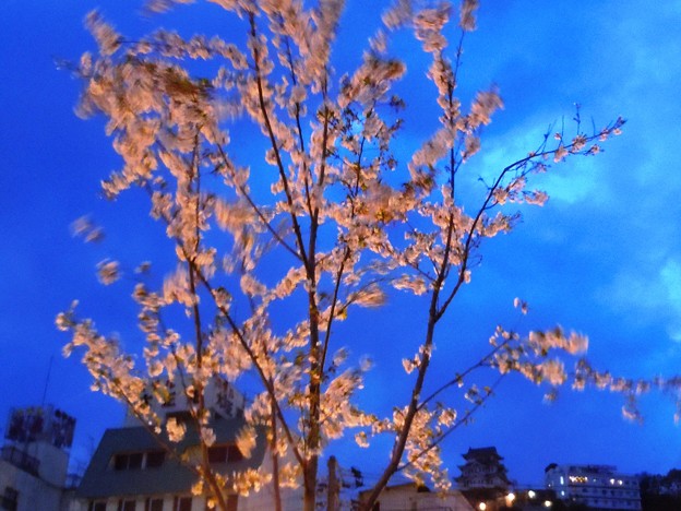 夜風に揺れて桜色