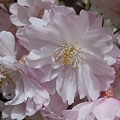 写真: 八重の艶桜 in 三景園