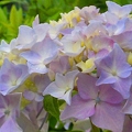 写真: ファンタジックな紫陽花娘 in 梅雨の栗北公園