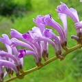 写真: 薄紫色の小花たち