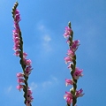夏の空にネジバナの花