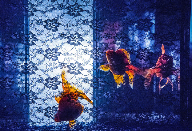 Art aquarium (7)