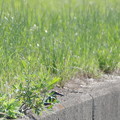 写真: 草の影のカワセミさん2