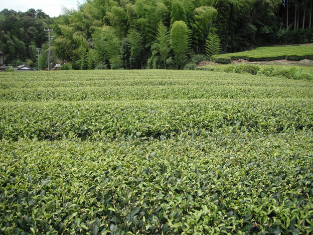 写真: 茶畑