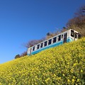 写真: 菜の花と列車