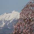 写真: 櫻花雪景