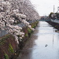 小石川堤の桜並木 2017