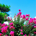 写真: 青空に向かって咲く紅の花
