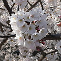 桜　５