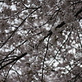 写真: 桜の空