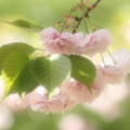 写真: 八重桜ふんわり