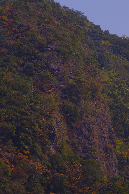 写真: 我が山河の紅葉風景「断崖の紅葉」