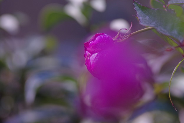 写真: 咲く薔薇　「ミニ薔薇」