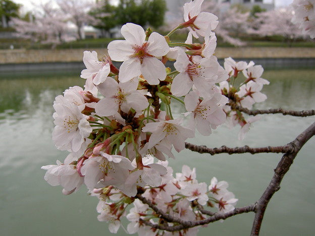 桜と湖面