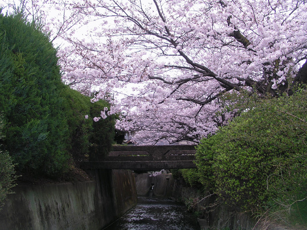 写真: 桜と小橋