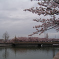写真: 桜と池