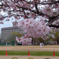 写真: 桜の下でプレイボール