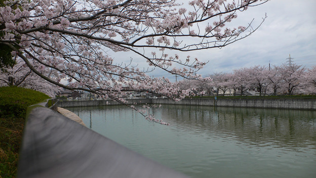 写真: 桜の花と手すり