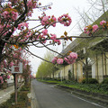 写真: 桜並木と銀杏並木