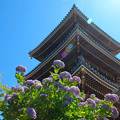 写真: 長慶寺の紫陽花1