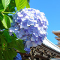 長慶寺の紫陽花2