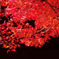 写真: 南禅寺の紅葉3