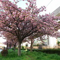 写真: 桜の街路樹