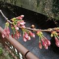 Photos: 2010.3.23目黒川の桜