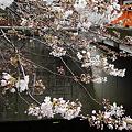 Photos: 2010.3.23目黒川の桜
