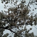 写真: 曇りだからくすんでるけど、桜咲いたー！