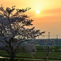 写真: サクラの樹と夕陽