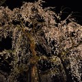 写真: 瑞龍寺の枝垂桜