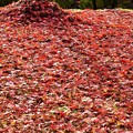 写真: 紅葉のじゅうたん