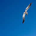 Photos: gull