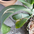写真: 胡蝶蘭の植え替え