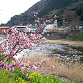 川と桜と菜の花と