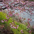 桜＋菜の花＋川