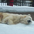 雪の上で眠るシロクマ